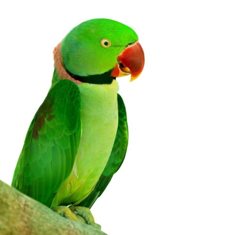 Alexandrine Parakeet 9mm Ring Stainless Steel 10 Piece