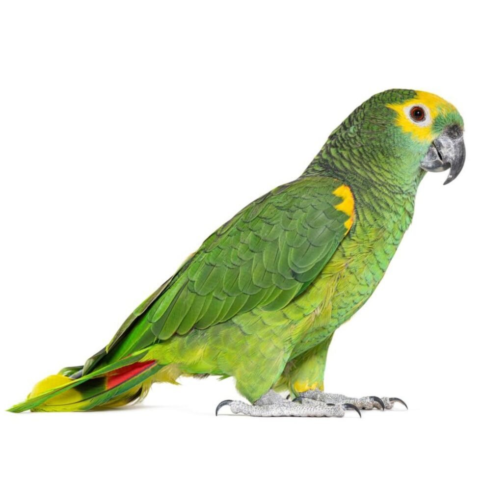 Amazon Parrot 11mm Ring Stainless Steel 10 Piece