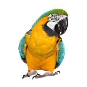 Blue Gold Macaw 13mm Ring Stainless Steel 10 Piece