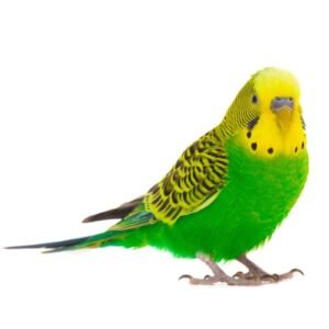 Budgies Parrot 4.5mm Aluminum Ring 10 Piece