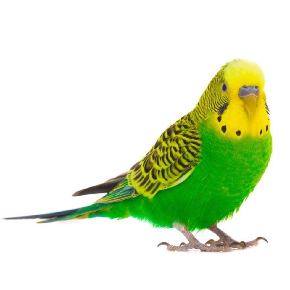 Budgies Parrot 4.5mm Aluminum Ring 10 Piece