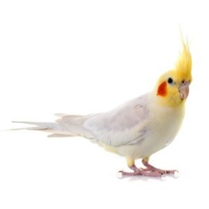 Cockteil Parrot 5.5mm Aluminum Ring 10 Piece