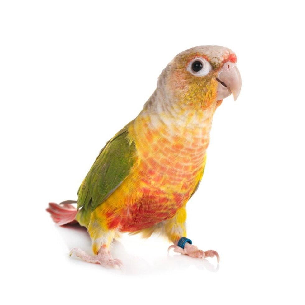 Small Conure Parrot 5.5mm Aluminum Ring 10 Piece