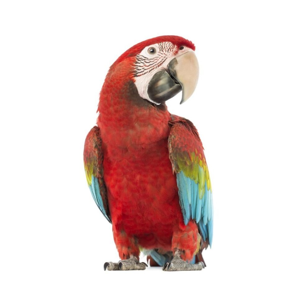 Green Wing Macaw 15mm Ring Stainless Steel 10 Piece