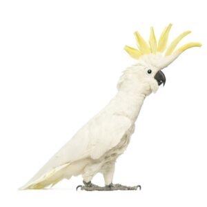 Large Cockatoo 13mm Ring Stainless Steel 10 Piece