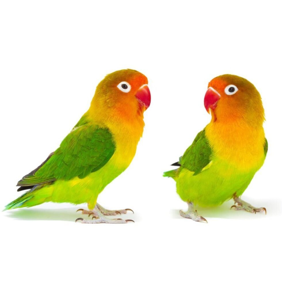 Love Bird 4.5mm Aluminum Ring 10 Piece