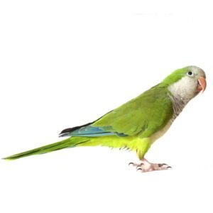 Monk Parakeet 6.7mm Aluminum Ring 10 Piece