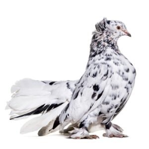 Pigeon 8mm Aluminium Ring 10 Piece