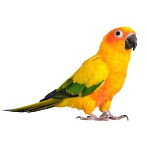 Sun Conure Parrot 6.7mm Aluminum Ring 10 Piece