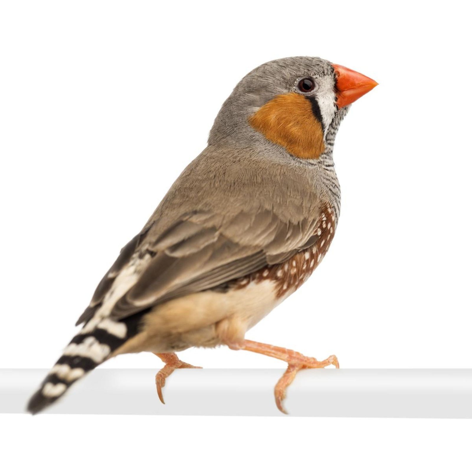 Finch Bird 2.7mm Plastic Ring 10 Piece