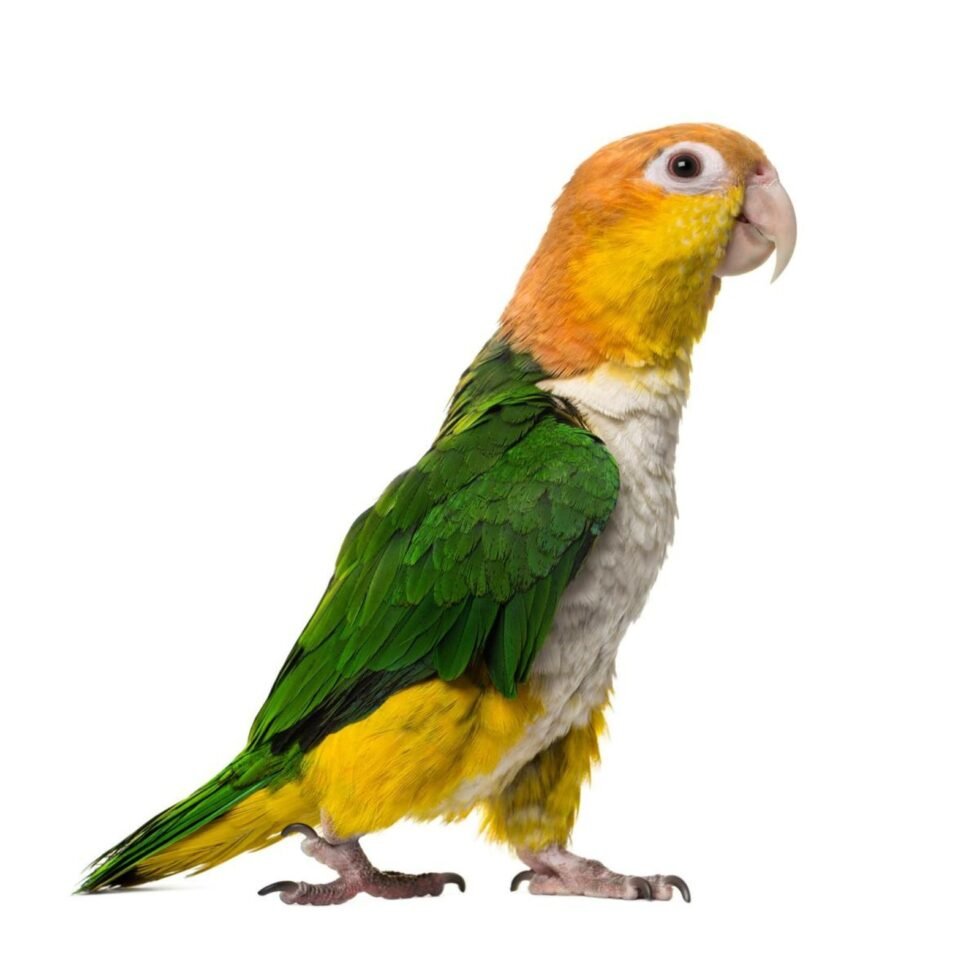 Caique Parrot 8mm Aluminum Ring 10 Piece