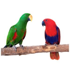 Eclectus Parrot 6.7mm Aluminum Ring 10 Piece