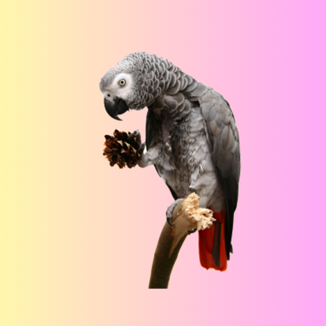 African Grey Ring