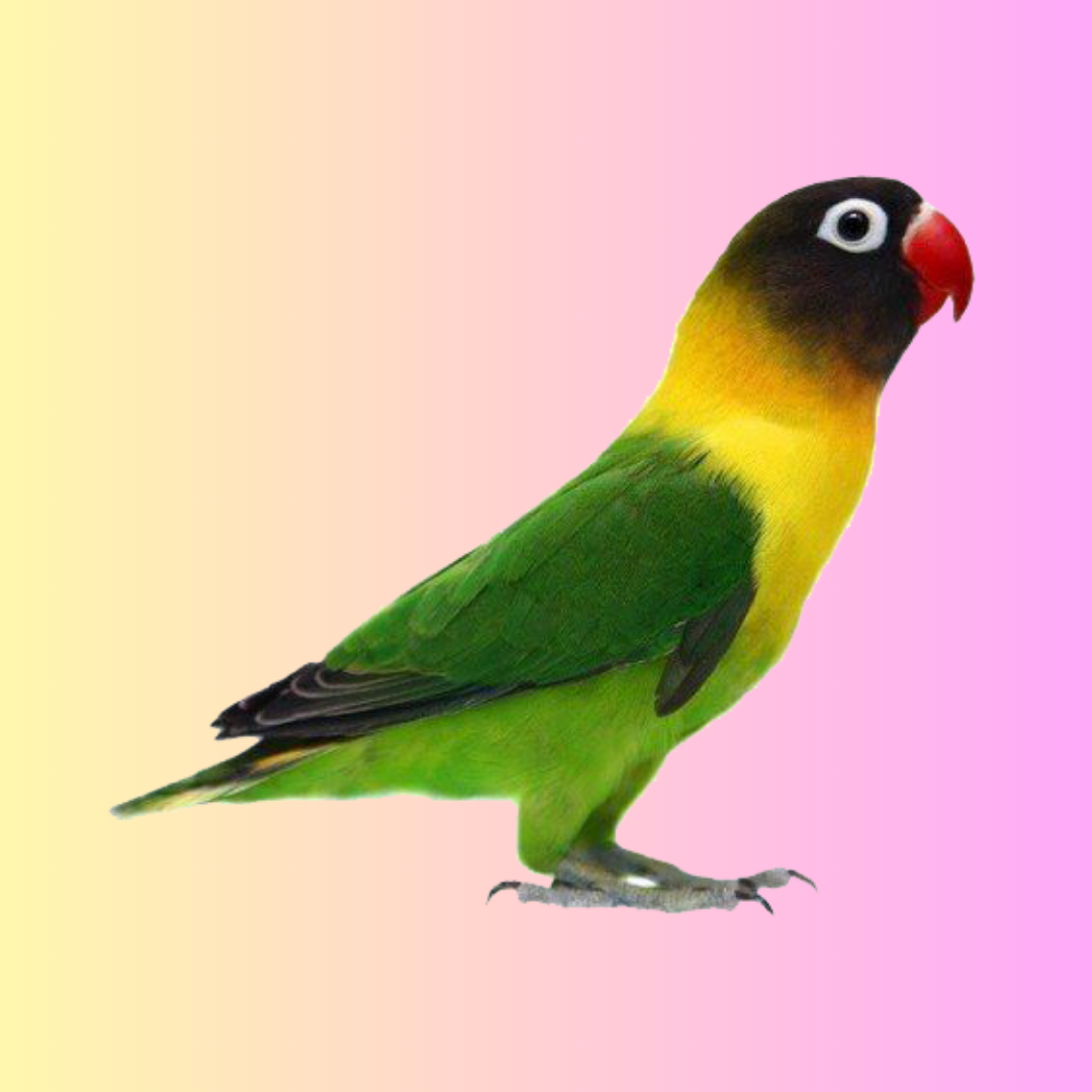 African Love Bird Ring 5mm