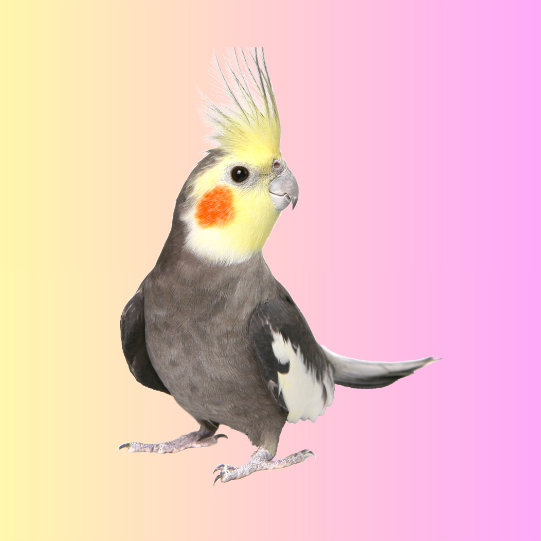 Cockatiel Parrot Ring