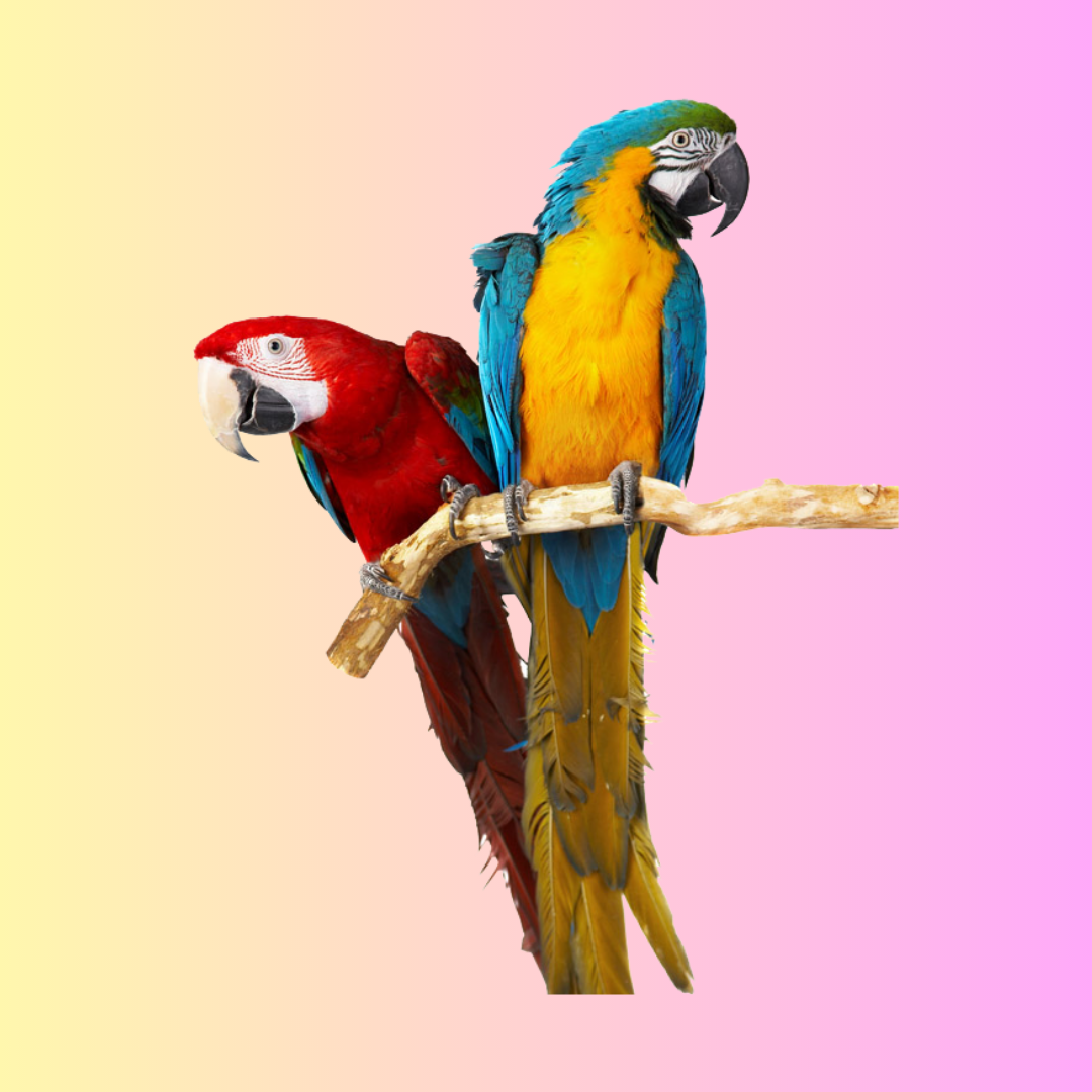 Macaw Parrot Ring
